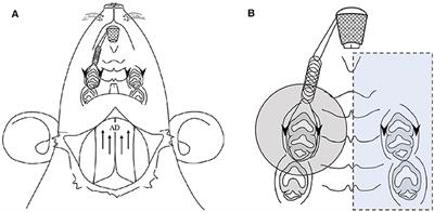 Different Therapeutic Effects of CO2 and Diode Laser Irradiation on Tooth Movement-Related Pain